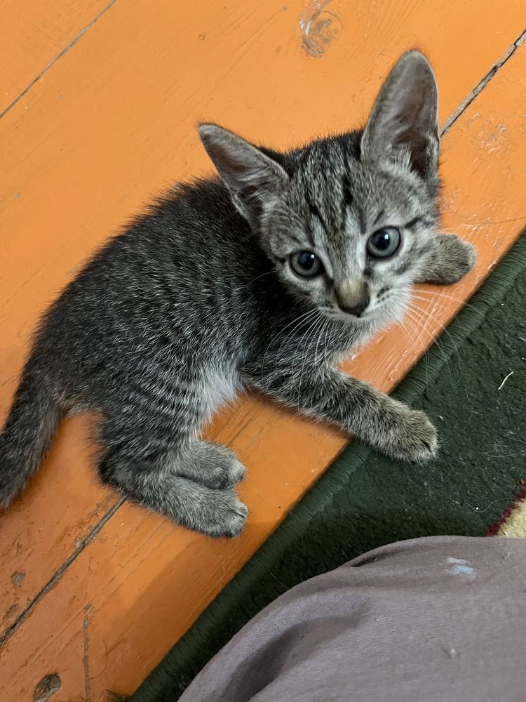 Котенки бесплатно