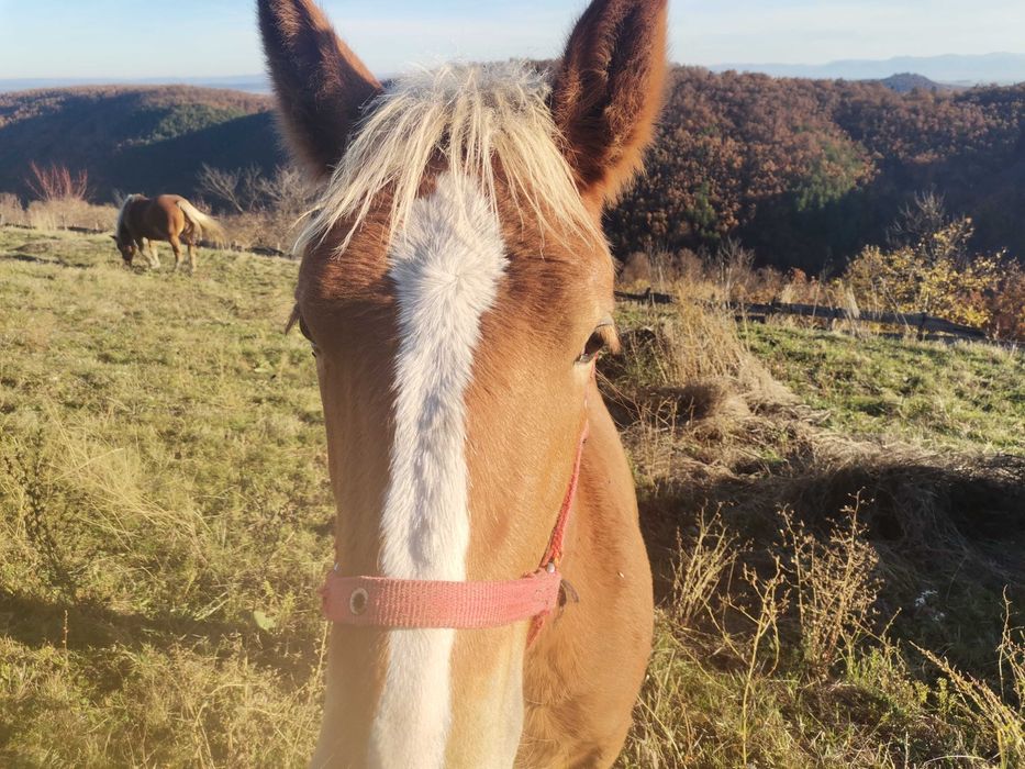 Mânz tânăr de 6 luni