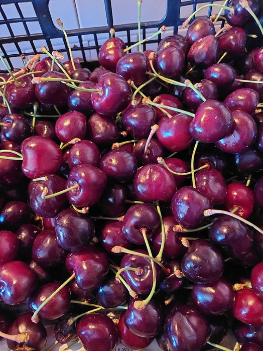 livada de pomi fructiferi si vie struguri de masa