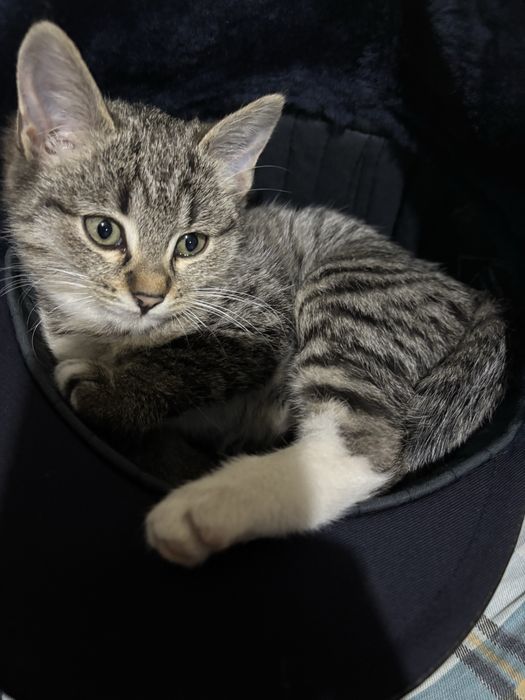 Отдам котят в хорошие руки,котятам по 3 месаца отдам даром с лотком.