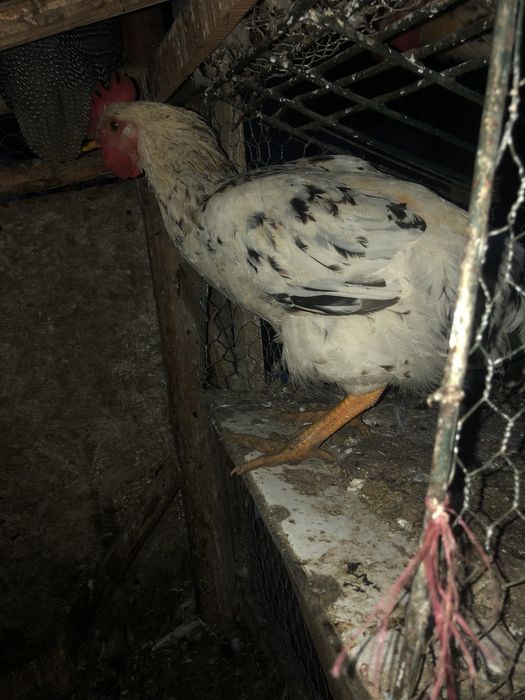 Cocoși de vanzare 5