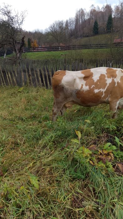 Vaci de vinzare de lapte