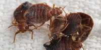 Дезинфекция клопов (клапа) таракан клещей мух комаров крыс и мышей