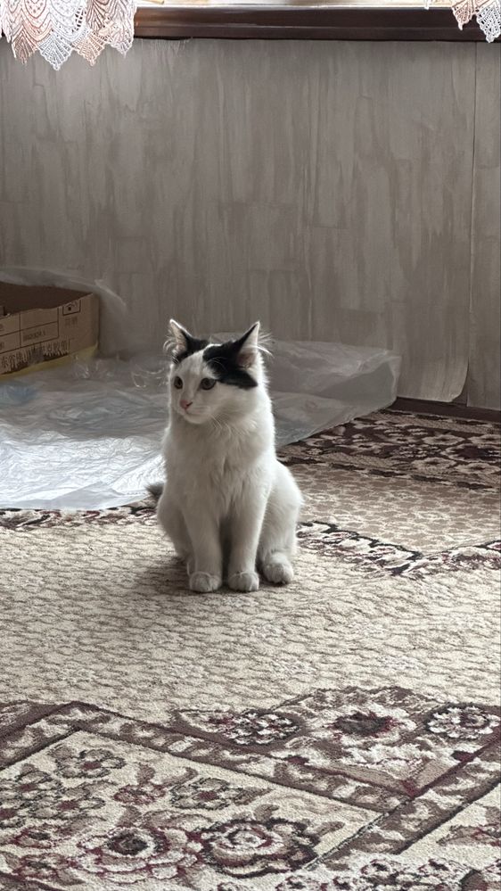 2 yoshlik mushuk ikkita qulog'i va dumi qora