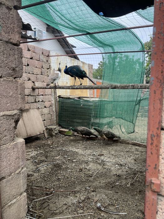 Vand 3 femele de păuni si un mascul