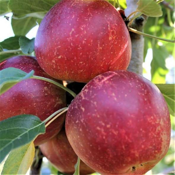 Pomi Fructiferi  pitici soiuri  de mar