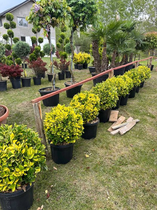 Euonymus – Eleganță și culoare pentru grădina ta
