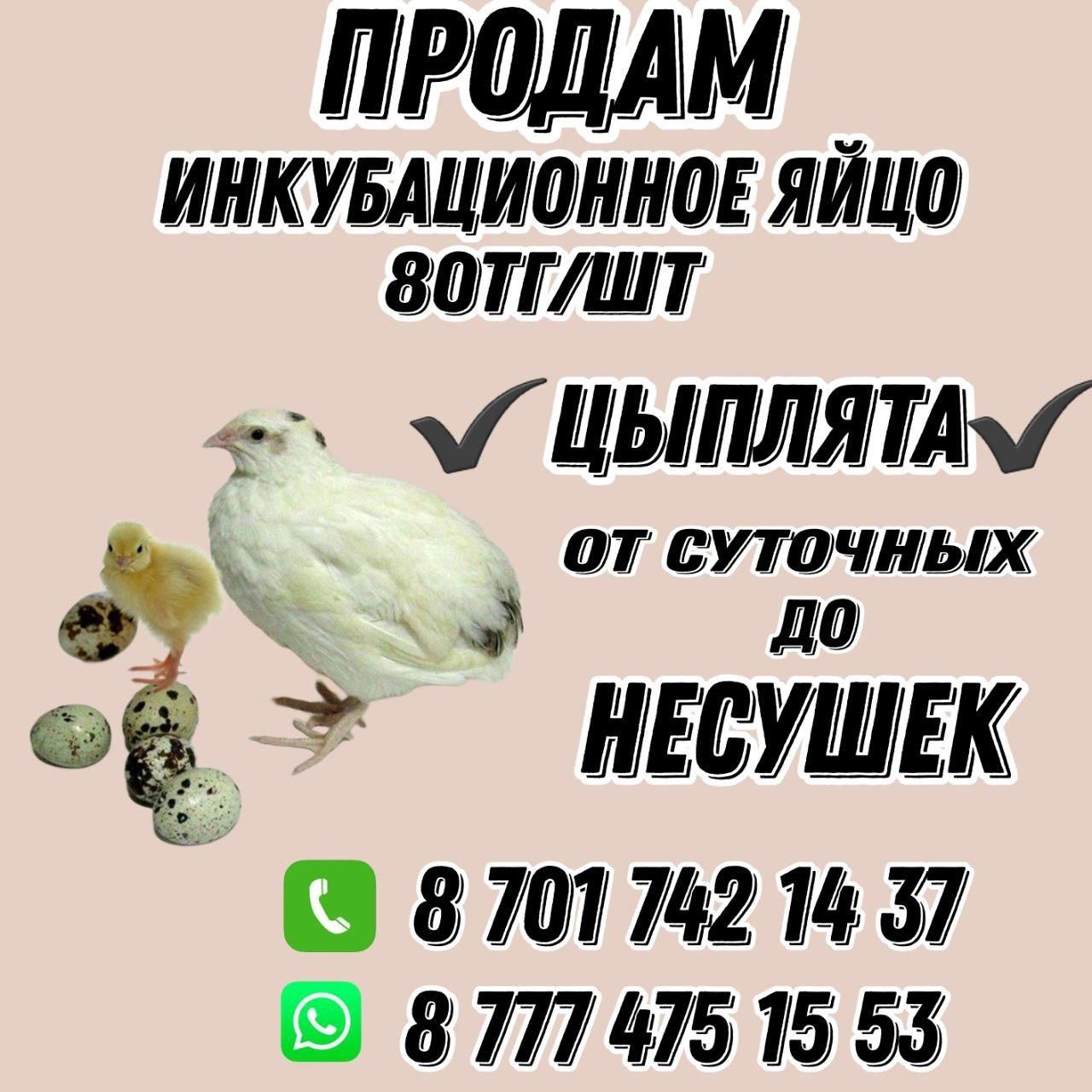 Продам инкубационое перепелинное яйцо