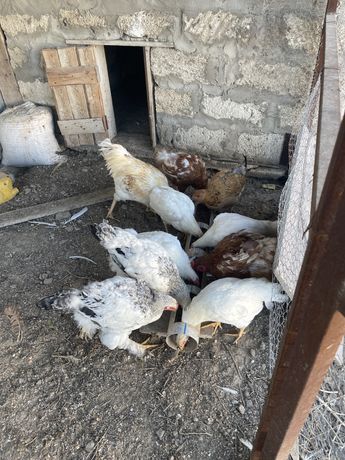 Петух курицы семейство