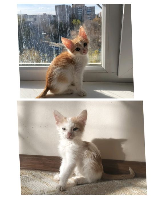 Котята мальчики ищут дом