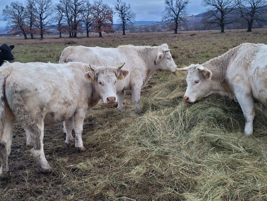 Juninci charolease si taur