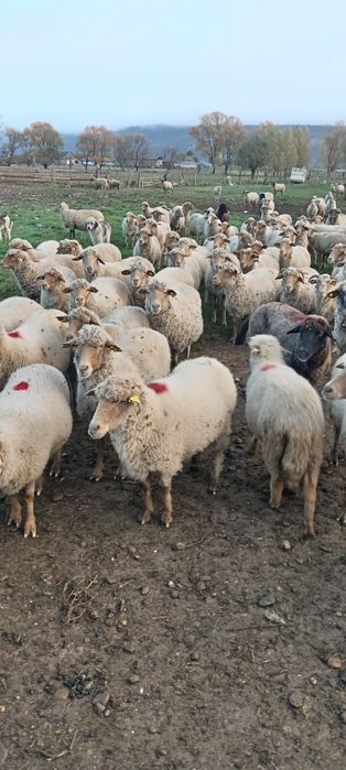 Vând oi ruste gestante