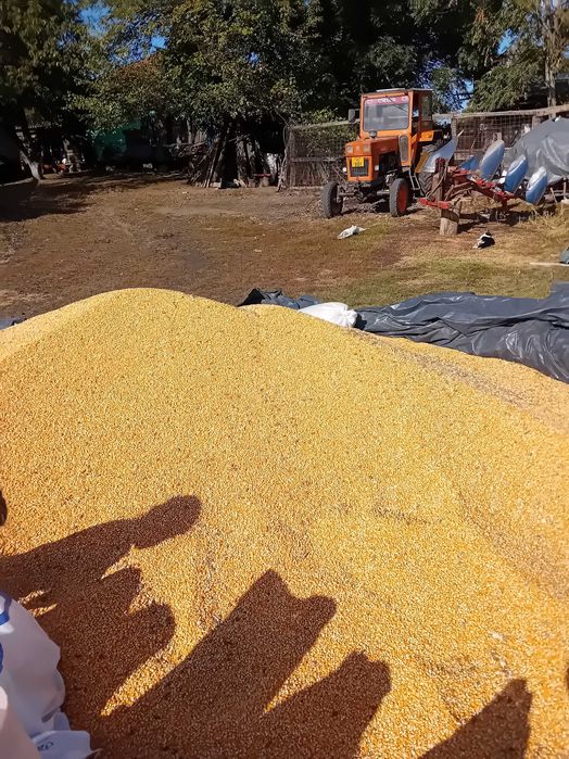 Vind Seman de paioase S.U.B 29 si SPC. 6 cu6 sau 8 sectii cu,fertiliza