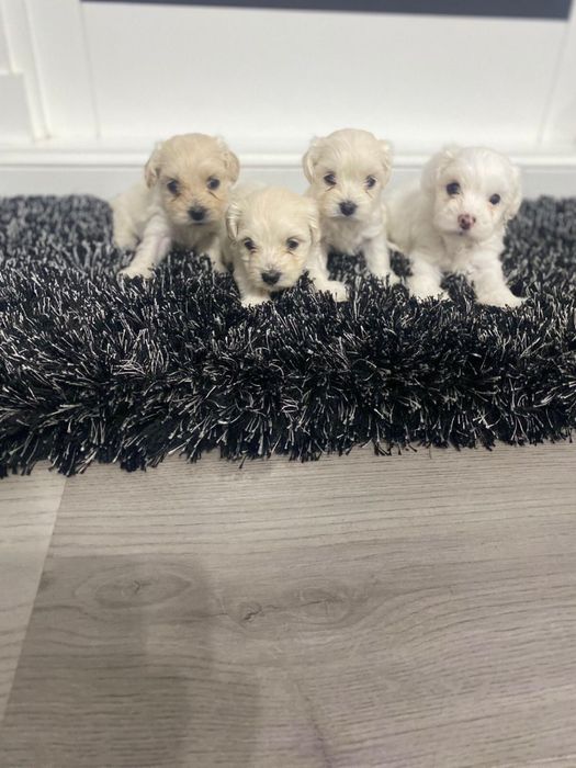 Bishoni, 3 fete, 1 baiat, sase saptamani