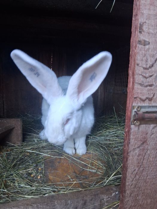 Vind 2 iepurite Urias German tatuat