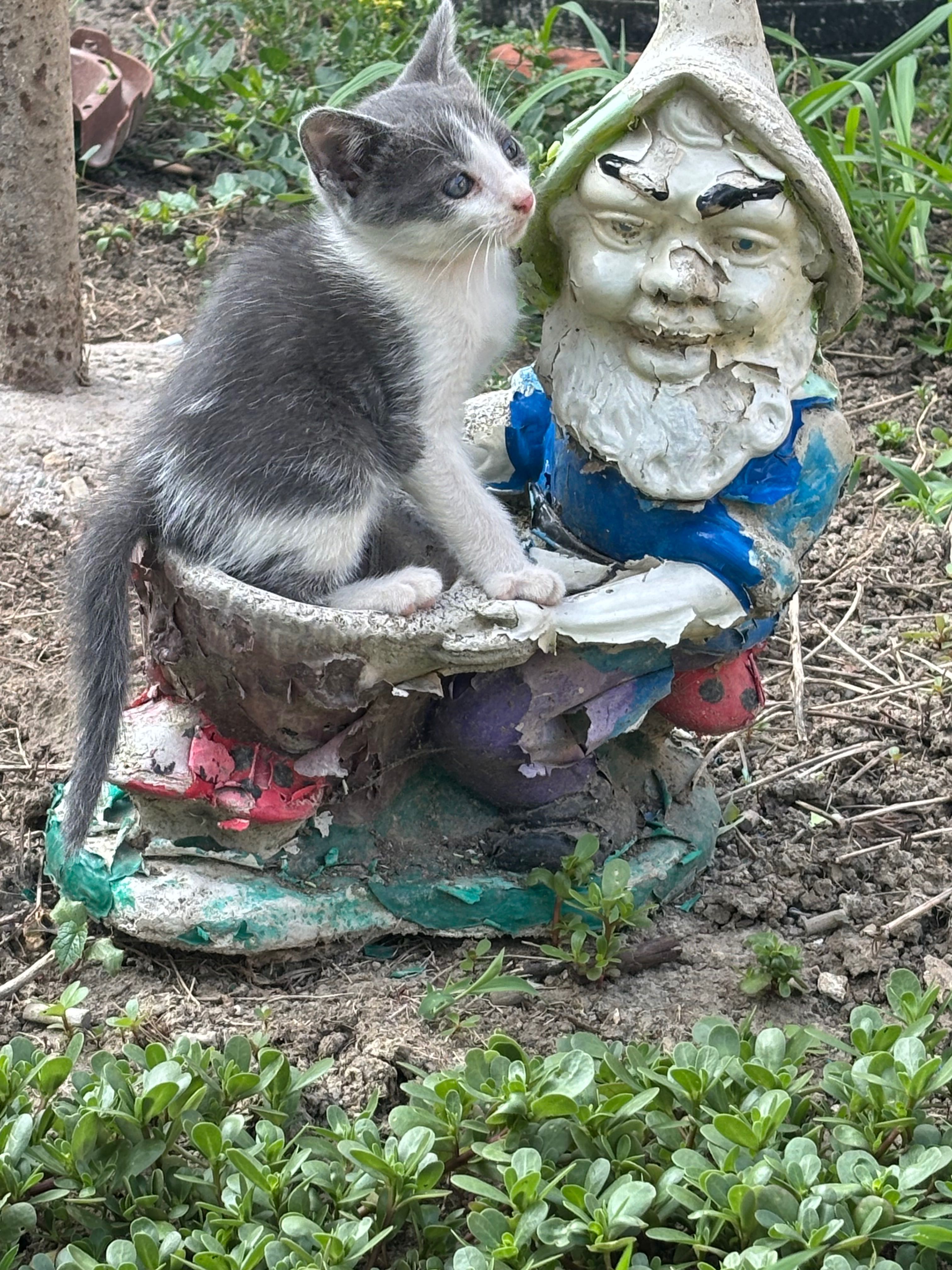 Donez pisică vârstă 5 săptămâni