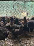 Vand gaini Araucana