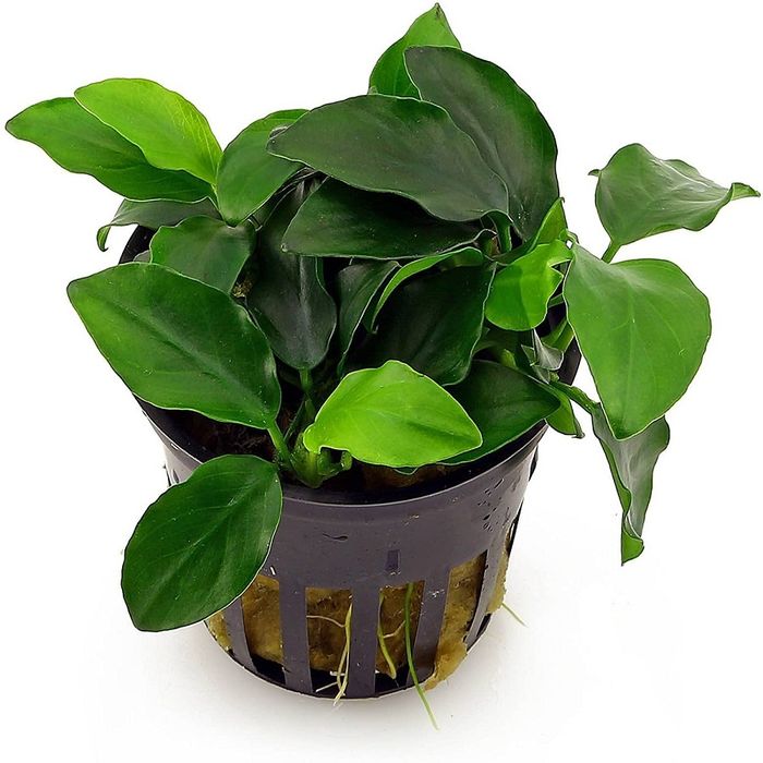 Аквариумно растение - Анубиас Нана-Anubias Nana