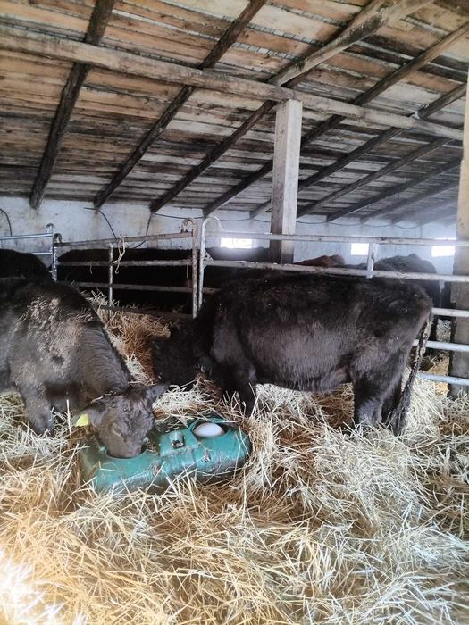 Vand 62ha teren RACHITI ,BOTOSANI ferma 400m TOTAL 260000euro