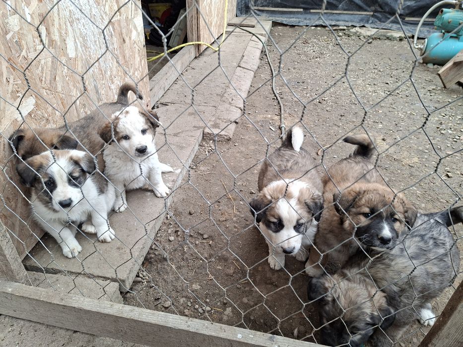 Donez Căței,  rasa ciobanesc