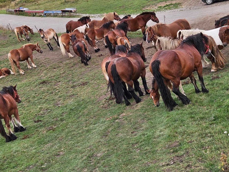 Manji de vanzare Cluj