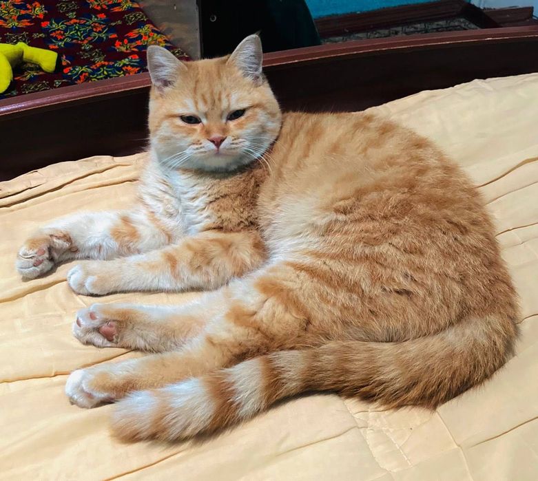 Mushuk Britanskiy Fold