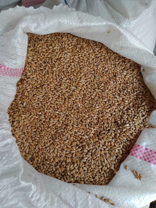 Porumb triticale orz grau floarea soarelui faina pasat cu transport