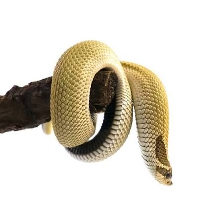 Свиноносый уж (super conda) самка