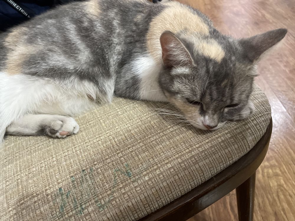Котята, 5 девочек!