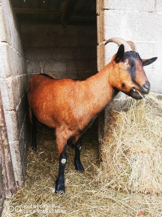 vănd capră alpină franceză