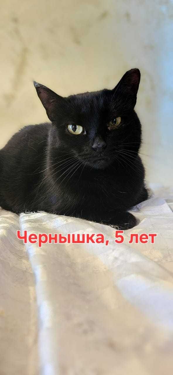 Кошки в добрые руки