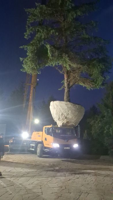 Посадка и пересадка деревьев спил деревьев посев газона посев газона