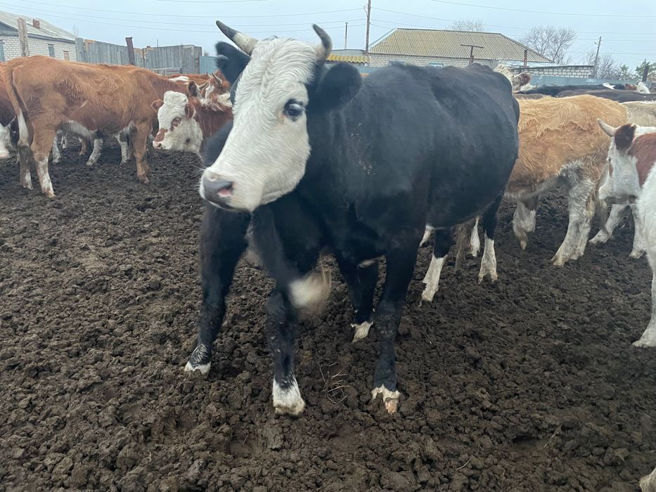 Сиыр Корова Қашар