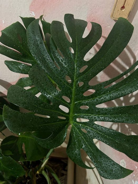 Монстера огромная и красивая