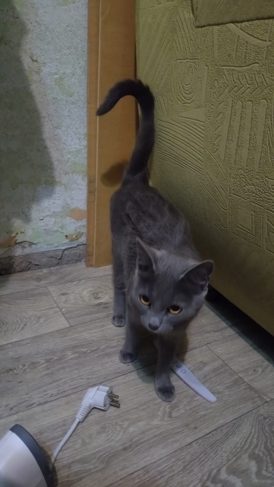 Отдам кошечку русскую голобую