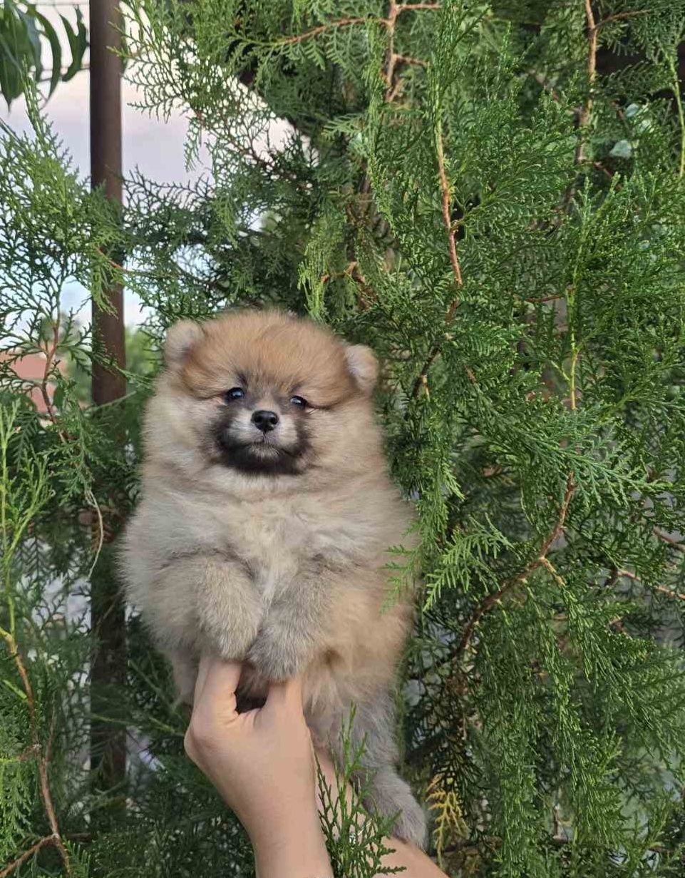 Мини шпиц померан