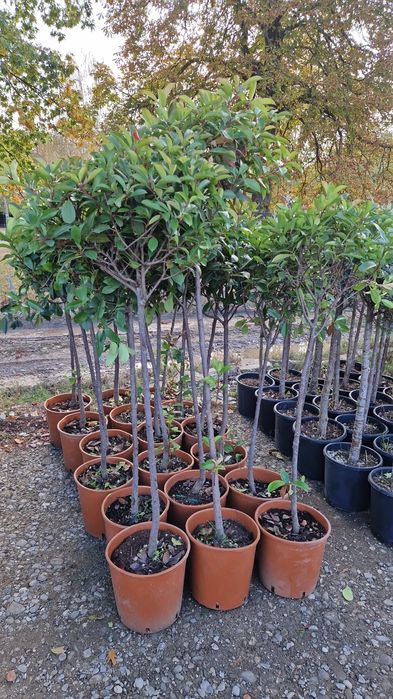 Tuia  leylandii  plante