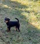 Cățelușa Jagdterrier