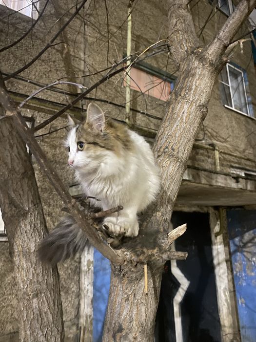 Кошечка небольшая. Пушистая