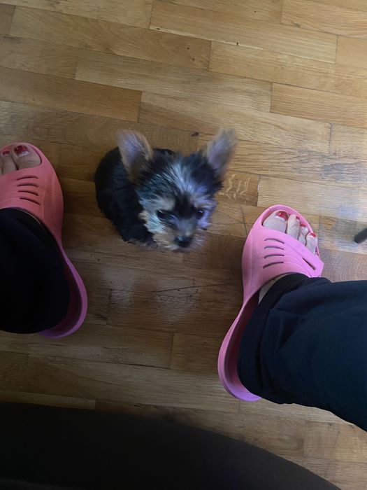 Бебе Йоркширски териер