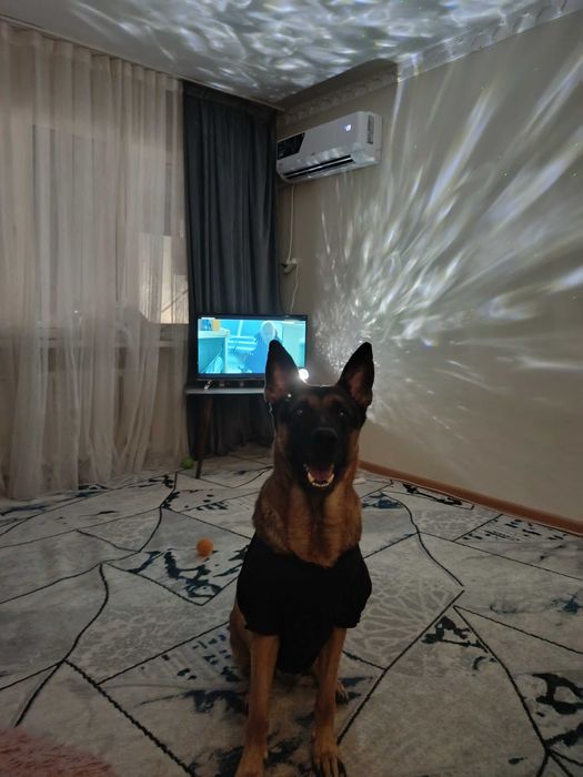 немецкая овчарка