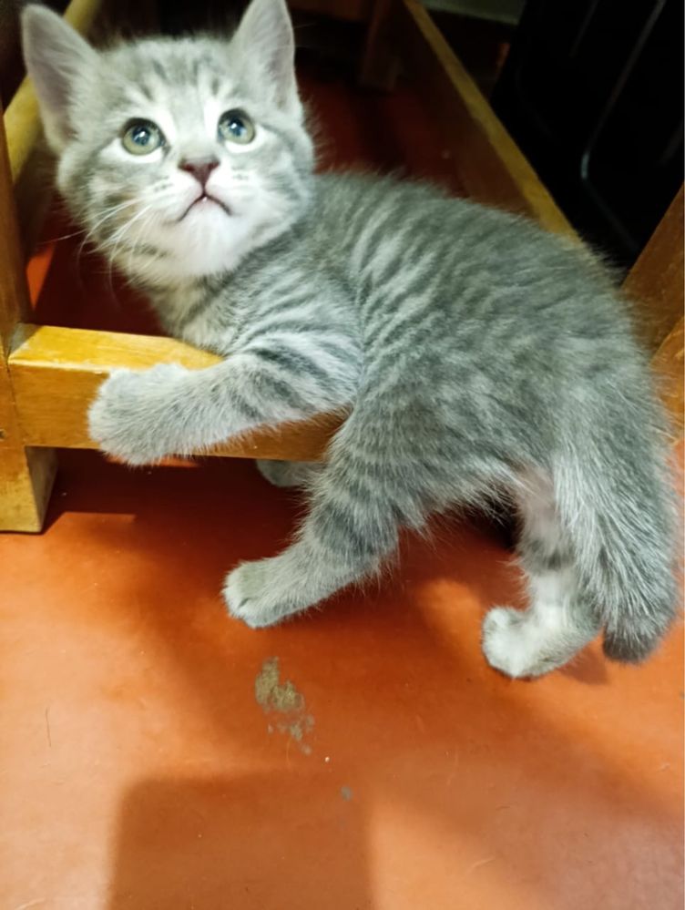 Продаю котёнка домашний чистый породистый мама британка