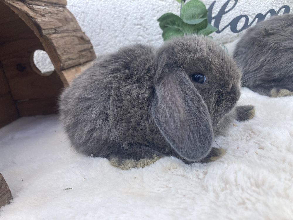 Iepuri pitici de companie berbec pitic mini lop holland lop