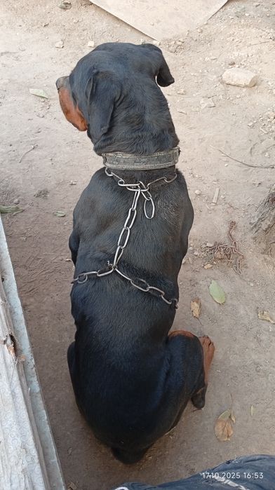 Ротвелер сотилади қиз бола 4 ёшлик