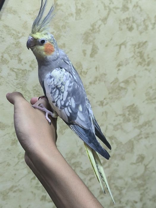 Попугай  корелла