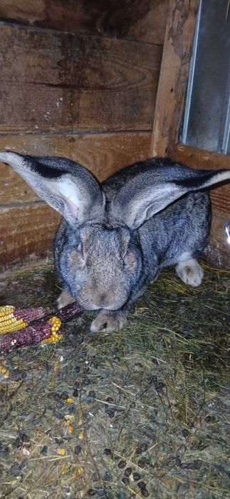 Vand uriaș german femela și mascul