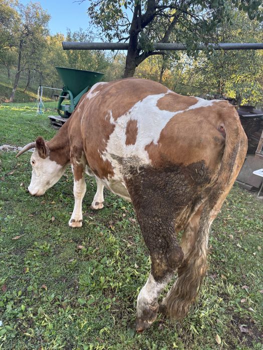 Vand Vaca Baltata Romaneasca 7 ani