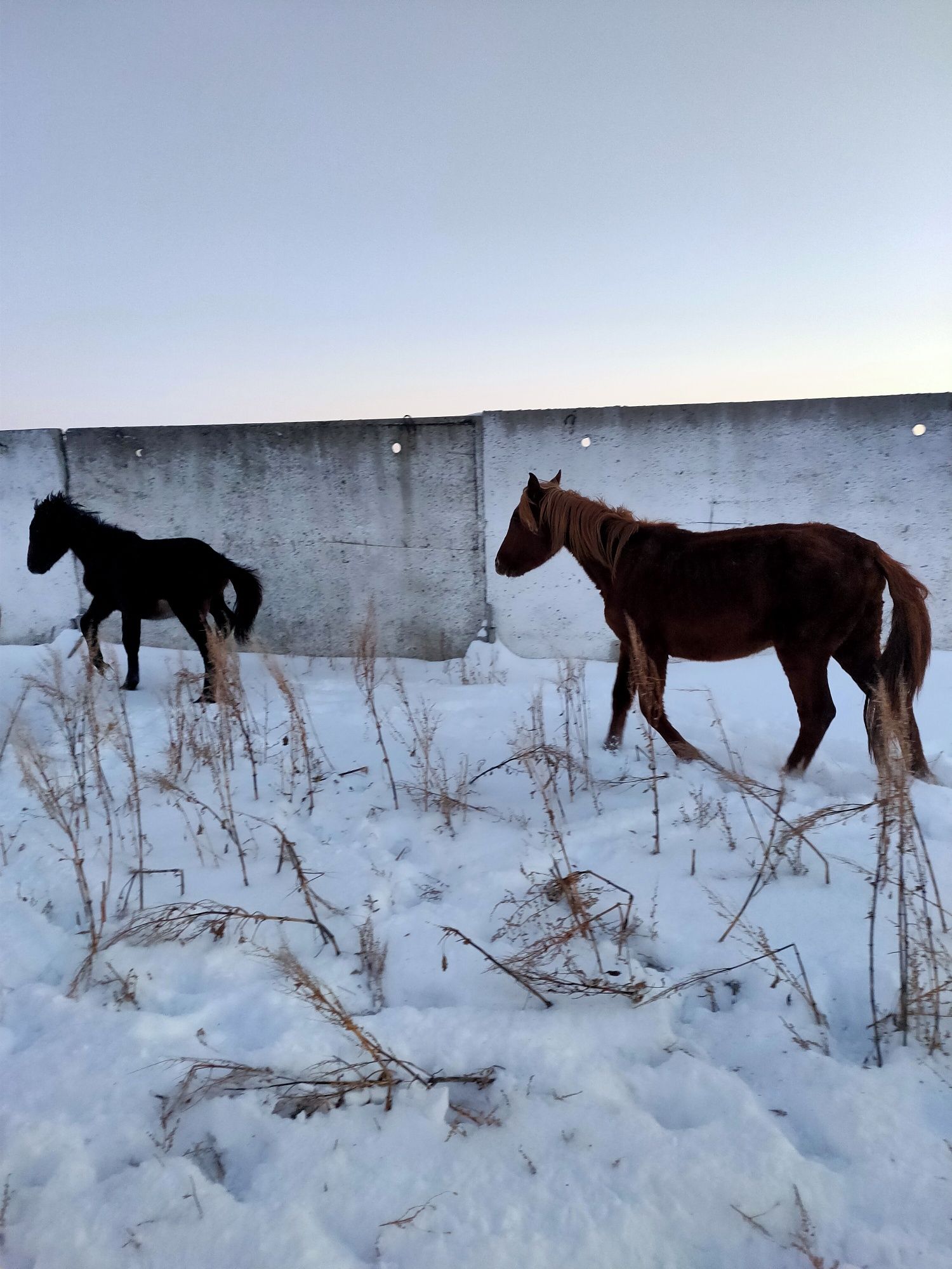 Продам кабыл жеребчика