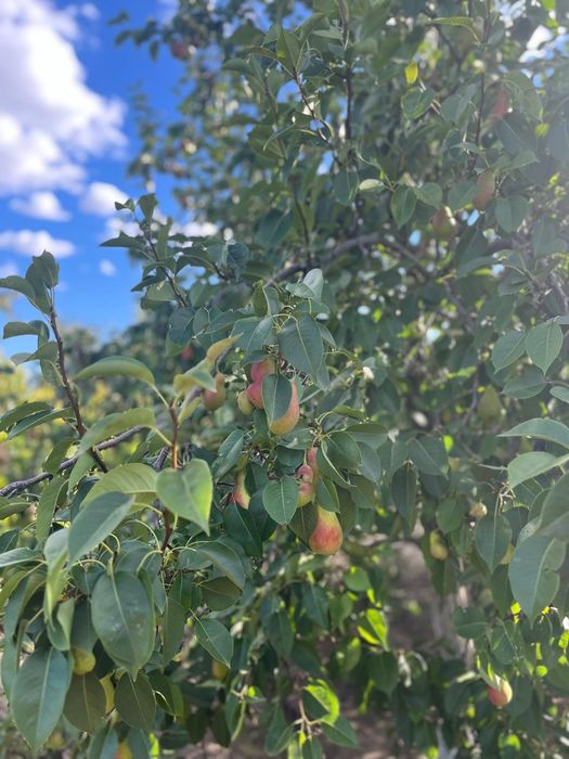 Продается  дом в мкр Коктем