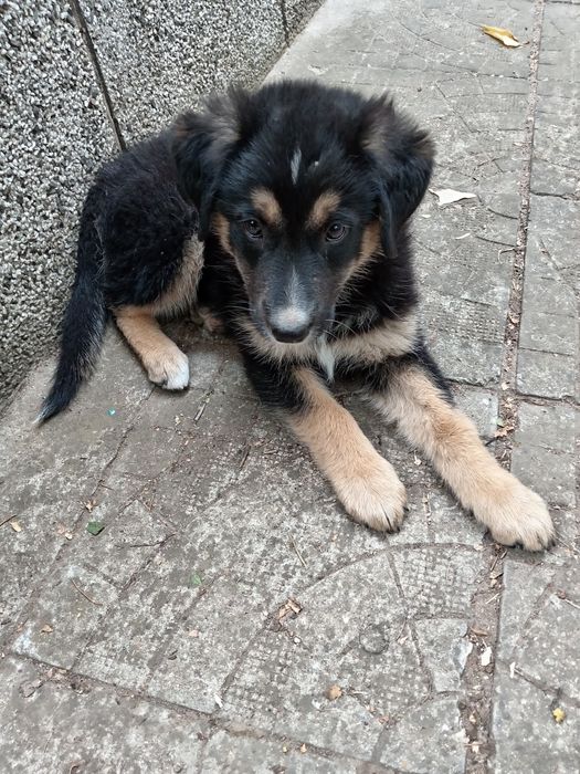 Кучета от интересен кръстосан брак